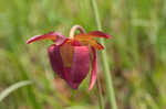 Purple pitcherplant